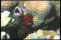 210038 Red spotted Blenny, Kimbe Bay, Papua New Guinea A4 Photo Print