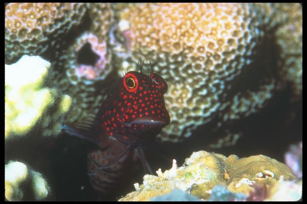 210038 Red spotted Blenny, Kimbe Bay, Papua New Guinea A4 Photo Print