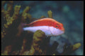 210039 Hawkfish, New Britain Island, Papua New Guinea A4 Photo Print