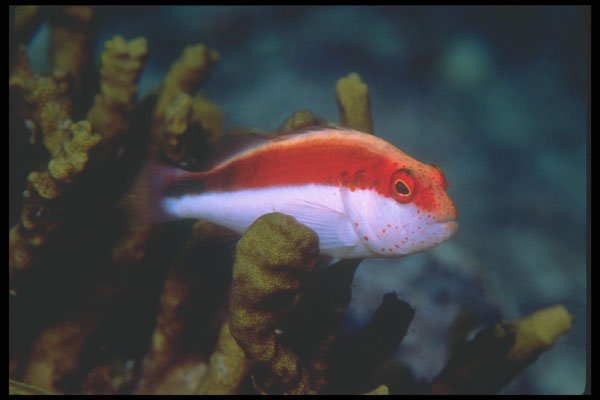 210039 Hawkfish, New Britain Island, Papua New Guinea A4 Photo Print