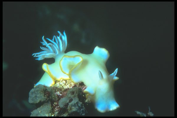 210040 Nudibranch, Kimbe Bay, Papua New Guinea A4 Photo Print