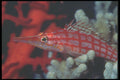 210041 Long nosed Hawkfish, Kimbe Bay, Papua New Guinea A4 Photo Print