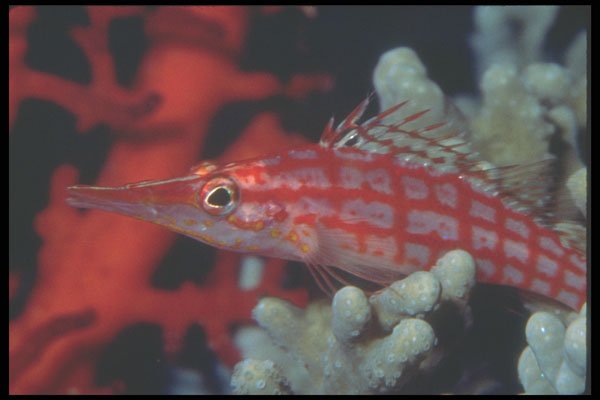 210041 Long nosed Hawkfish, Kimbe Bay, Papua New Guinea A4 Photo Print