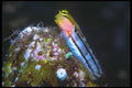 210042 Blenny, Bonaire, Netherlands Antilles A4 Photo Print