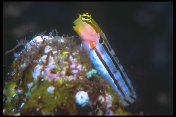 210042 Blenny, Bonaire, Netherlands Antilles A4 Photo Print