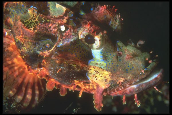 210043 Scorpion Fish, Ras Muhammad, Red Sea, Egypt A4 Photo Print