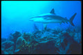 210044 Caribbean Reef Shark, New Providence Island, Bahamas A4 Photo Print