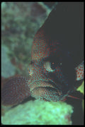 210045 Grouper, Bonaire, Netherlands Antilles A4 Photo Print