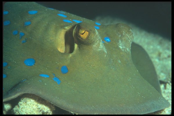210046 Blue spotted Lagoon Ray, Red Sea, Egypt A4 Photo Print