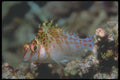 210047 Hawkfish, Namena, Fiji A4 Photo Print