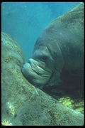 210048 Manatee, Crystal River, Florida A4 Photo Print