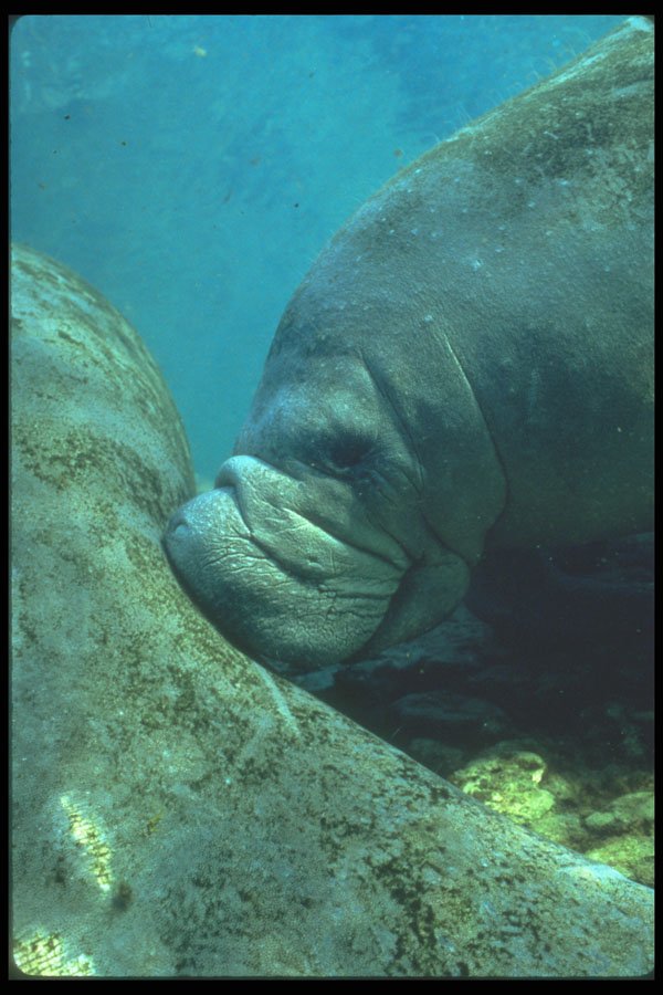 210048 Manatee, Crystal River, Florida A4 Photo Print