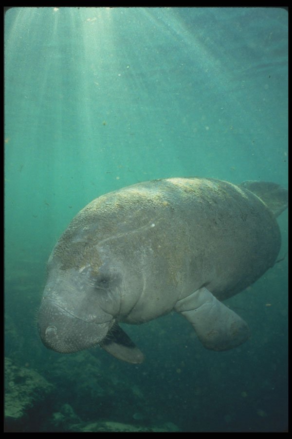 210049 Manatee, Crystal River, Florida A4 Photo Print