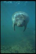 210050 Manatee, Crystal River, Florida A4 Photo Print