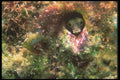 210052 Blenny, Bonaire, Netherlands Antilles A4 Photo Print
