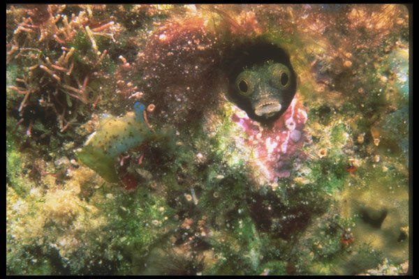 210052 Blenny, Bonaire, Netherlands Antilles A4 Photo Print