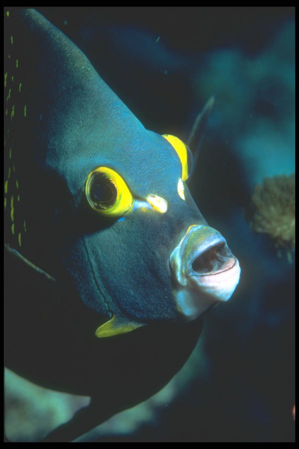 210053 French Angelfish, Bonaire, Netherlands Antilles A4 Photo Print