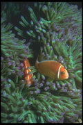 210054 Anemone Fish, Namena, Fiji A4 Photo Print