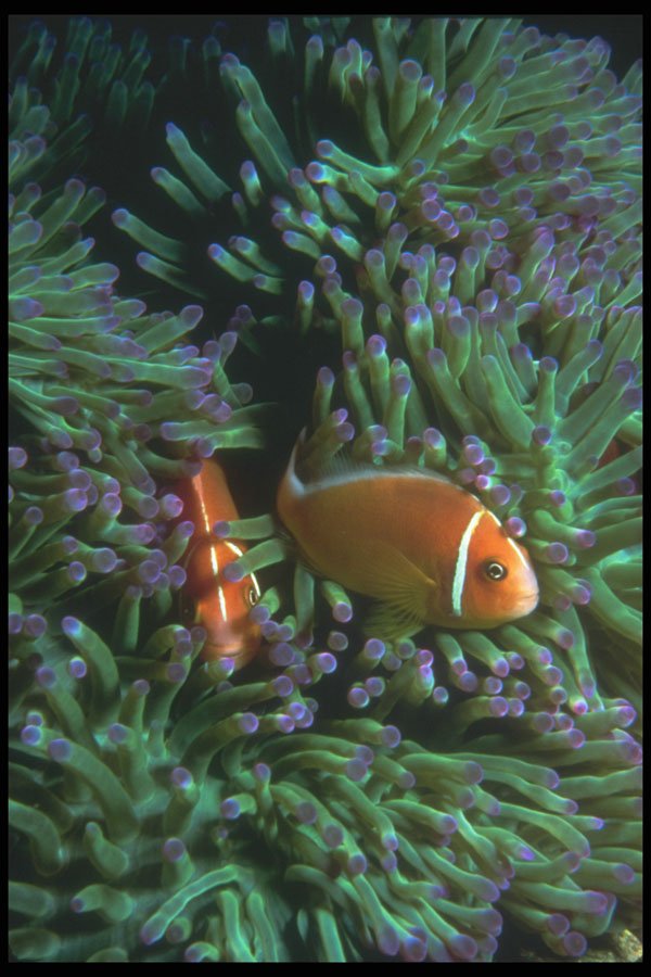 210054 Anemone Fish, Namena, Fiji A4 Photo Print