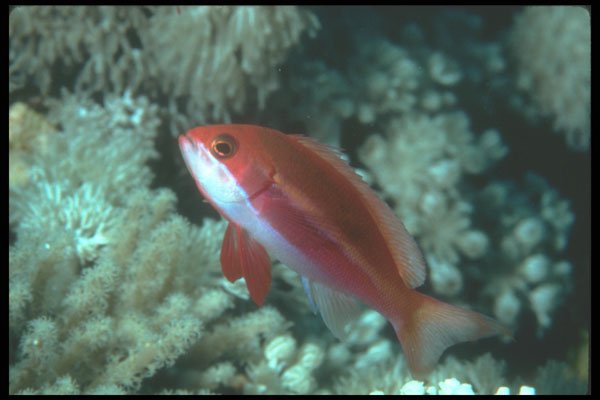 210055 Female Anthias, Lau Group, Fiji A4 Photo Print