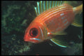 210056 Squirrelfish, St. Martin A4 Photo Print