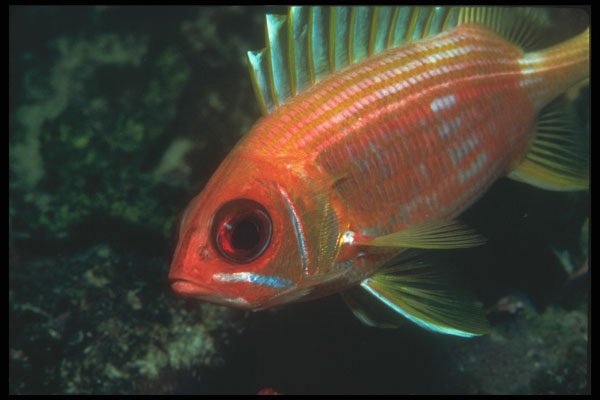 210056 Squirrelfish, St. Martin A4 Photo Print