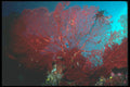 210057 Sea Fan, Namena, Fiji A4 Photo Print