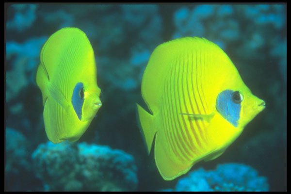 210058 Lemon Butterfly Fish, Red Sea, Egypt A4 Photo Print