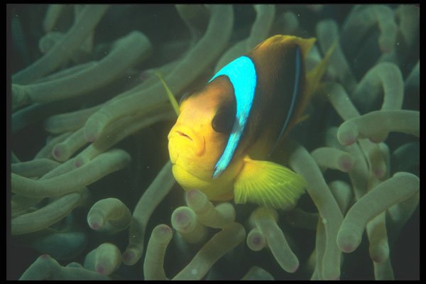 210059 Anemone Fish, Red Sea, Egypt A4 Photo Print