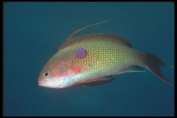 210060 Anthias, Red Sea, Egypt A4 Photo Print
