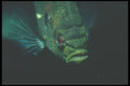 210061 Blue Gill, Crystal River, Florida A4 Photo Print