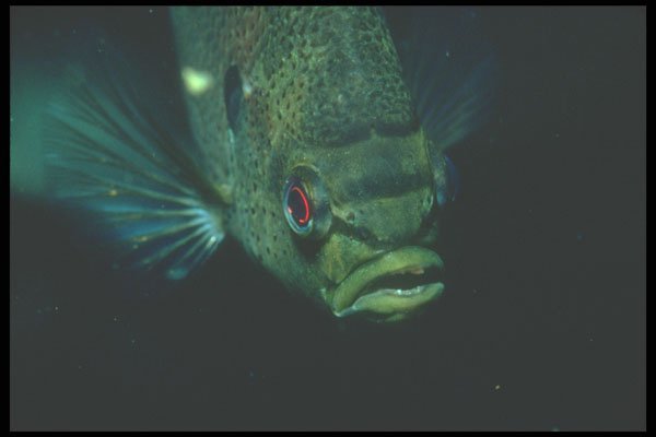 210061 Blue Gill, Crystal River, Florida A4 Photo Print