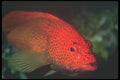 210062 Coral Grouper, Namena, Fiji A4 Photo Print
