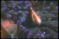 210063 Anemone Fish, Kimbe Bay, Papua New Guinea A4 Photo Print