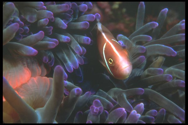 210063 Anemone Fish, Kimbe Bay, Papua New Guinea A4 Photo Print