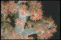 210064 Soft Coral, Namena, Fiji A4 Photo Print
