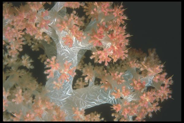 210064 Soft Coral, Namena, Fiji A4 Photo Print