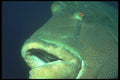 210065 Humphead Wrasse, Red Sea, Egypt A4 Photo Print