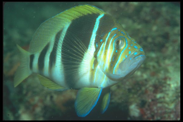 210066 Barred Hamlet, Boca Raton, Florida A4 Photo Print