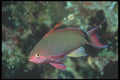 210067 Anthias, Lau Group, Fiji A4 Photo Print