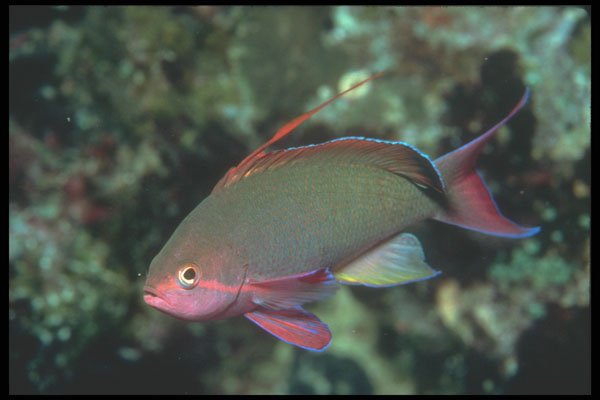 210067 Anthias, Lau Group, Fiji A4 Photo Print