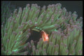 210068 Anemone Fish, Wailangilala, Fiji A4 Photo Print