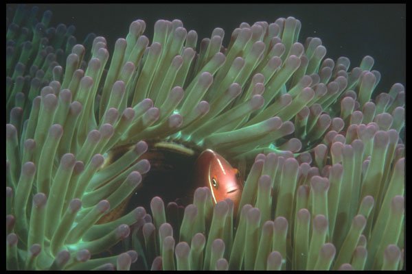 210068 Anemone Fish, Wailangilala, Fiji A4 Photo Print