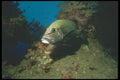 210069 Sweet Lips Grouper, Namena, Fiji A4 Photo Print