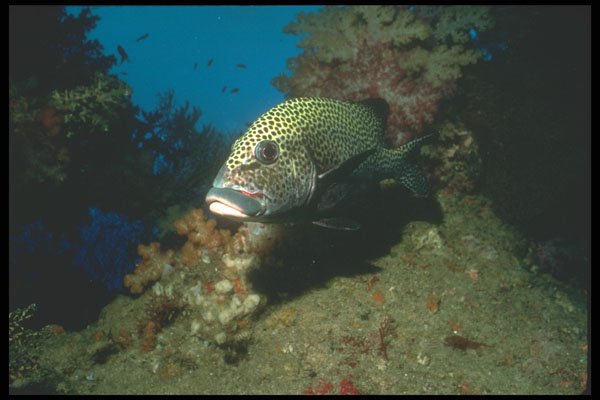 210069 Sweet Lips Grouper, Namena, Fiji A4 Photo Print