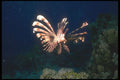 210071 Lion Fish, Red Sea, Egypt A4 Photo Print