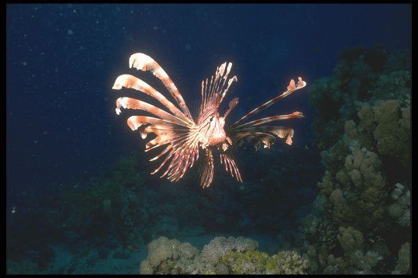 210071 Lion Fish, Red Sea, Egypt A4 Photo Print