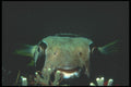 210072 Pufferfish, Red Sea, Egypt A4 Photo Print