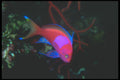 210073 Splotched Fairy Basslet, Taveuni, Fiji A4 Photo Print
