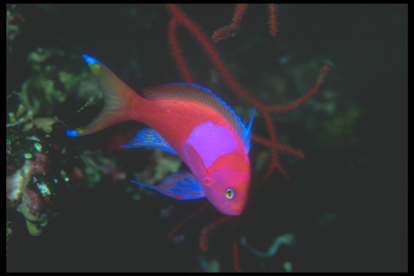 210073 Splotched Fairy Basslet, Taveuni, Fiji A4 Photo Print